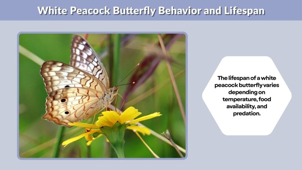 White Peacock Butterfly Behavior and Lifespan