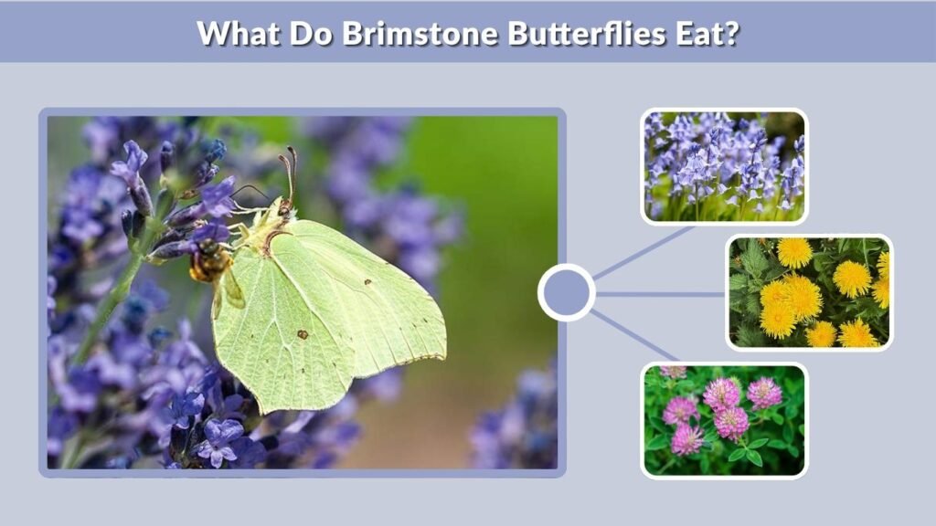 What Do Brimstone Butterflies Eat?