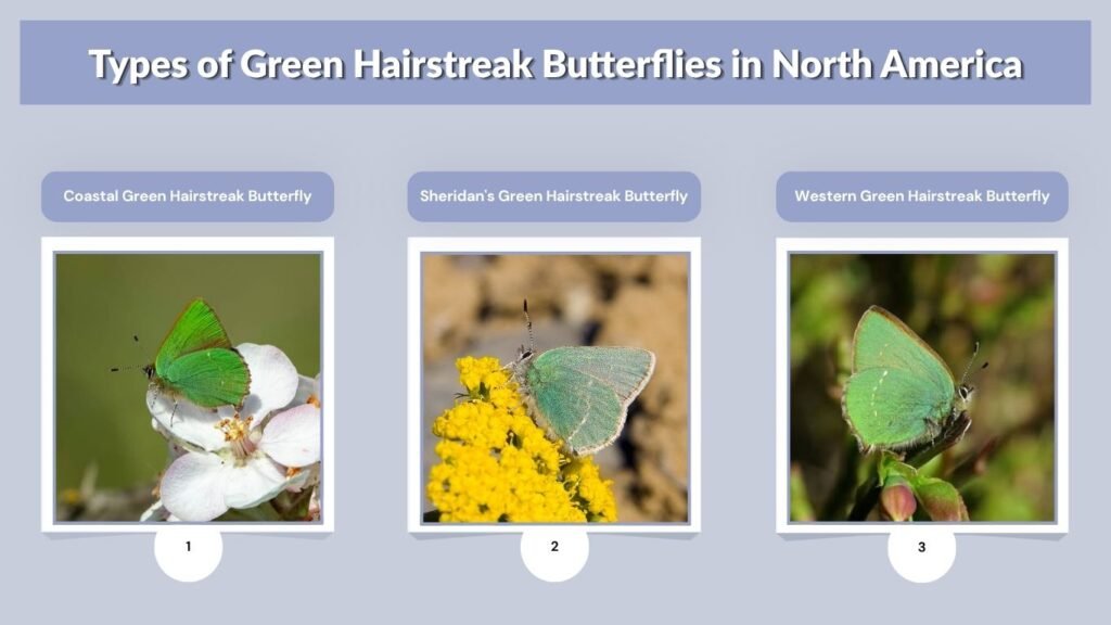 Types of Green Hairstreak Butterflies in North America