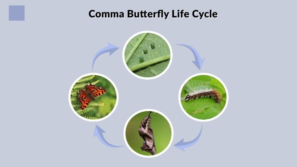 Comma Butterfly Life Cycle