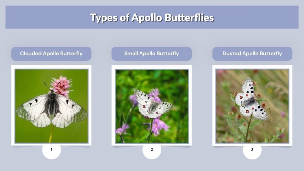 Types of Apollo Butterflies