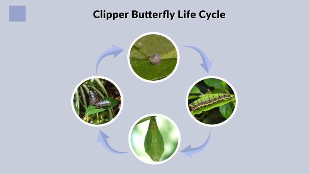 Clipper Butterfly Life Cycle