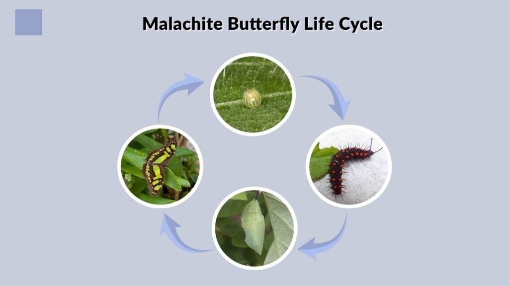 Malachite Butterfly Life Cycle