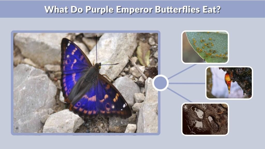 What Do Purple Emperor Butterflies Eat?