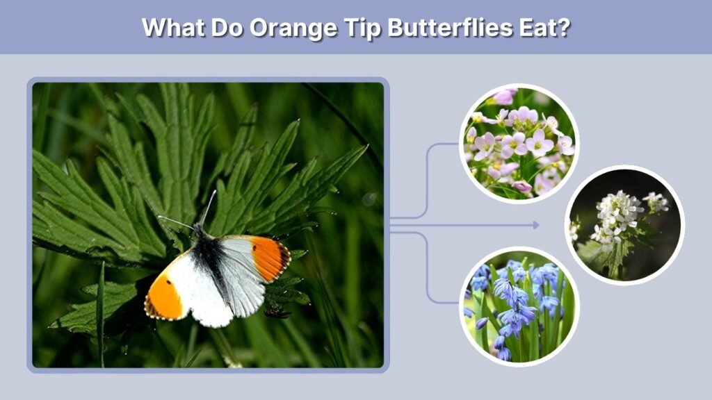 What Do Orange Tip Butterflies Eat?