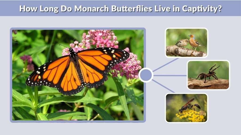 How Long Do Monarch Butterflies Live in Captivity?