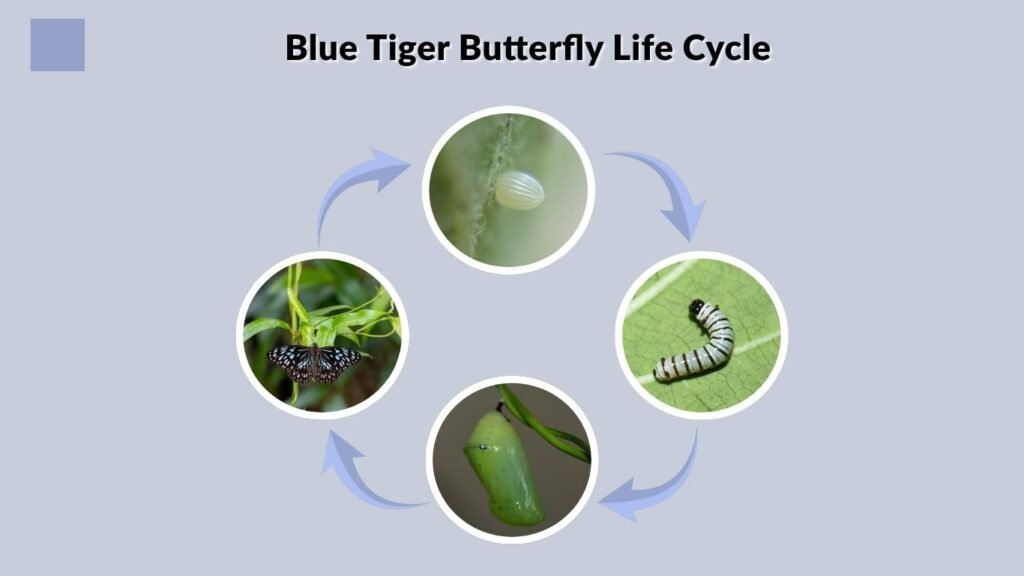 Blue Tiger Butterfly Life Cycle