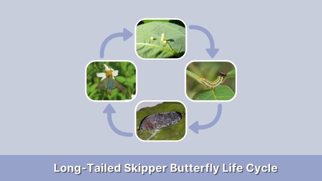 Long-Tailed Skipper Butterfly Life Cycle