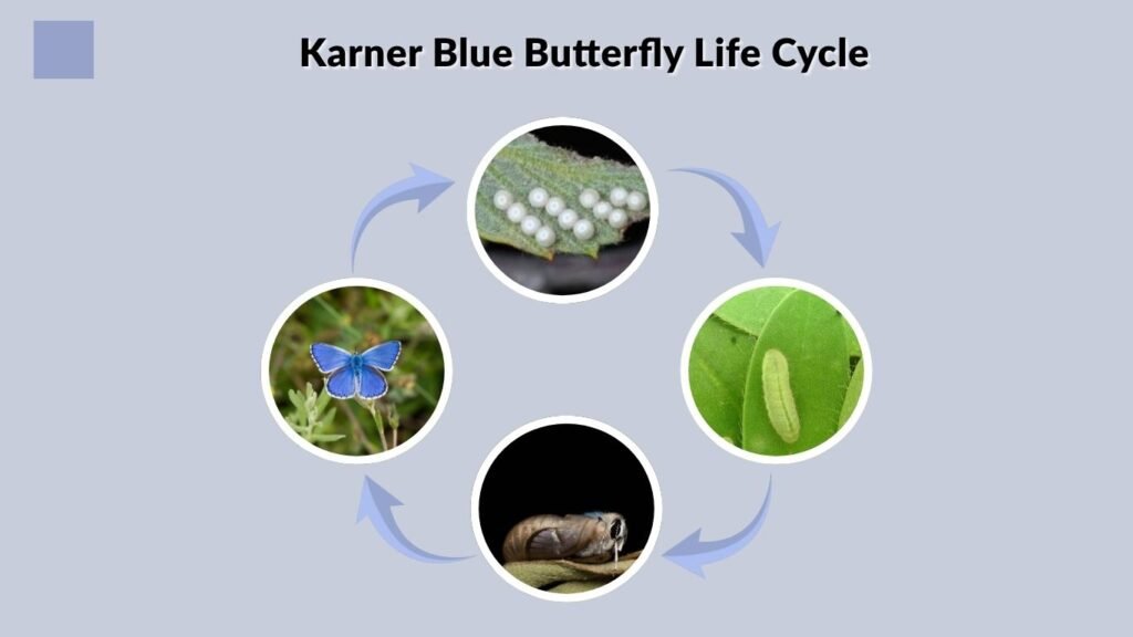Karner Blue Butterfly Life Cycle