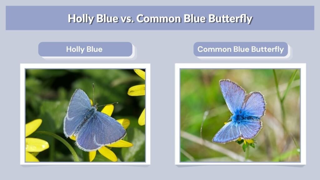 Holly Blue vs. Common Blue Butterfly
