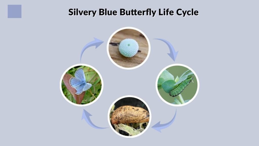 Silvery Blue Butterfly Life Cycle