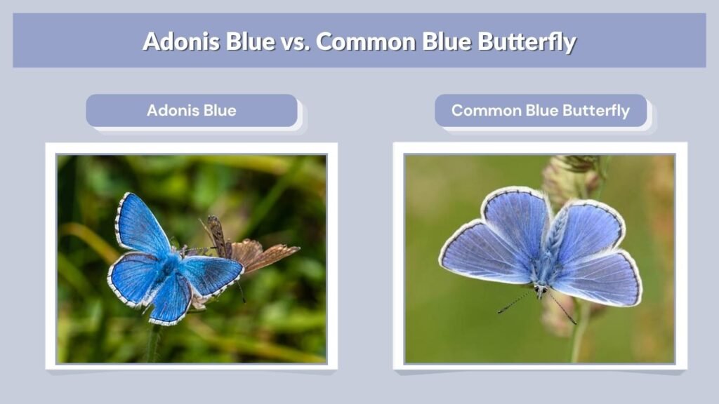 Adonis Blue vs. Common Blue Butterfly