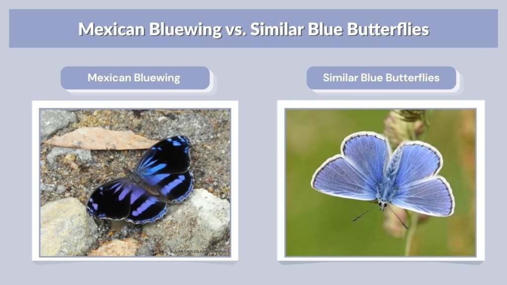 Mexican Bluewing vs. Similar Blue Butterflies