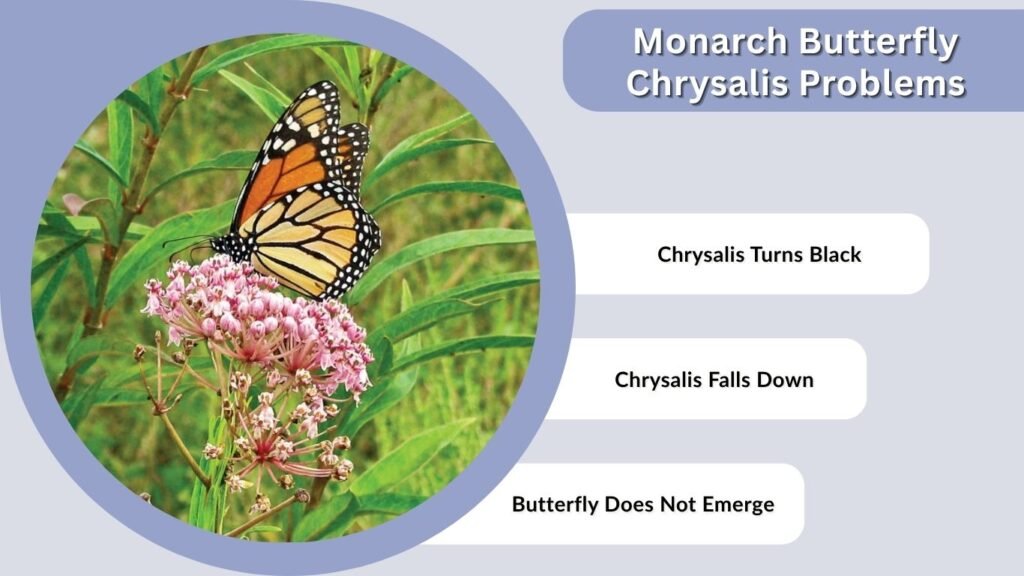 Monarch Butterfly Chrysalis Problems