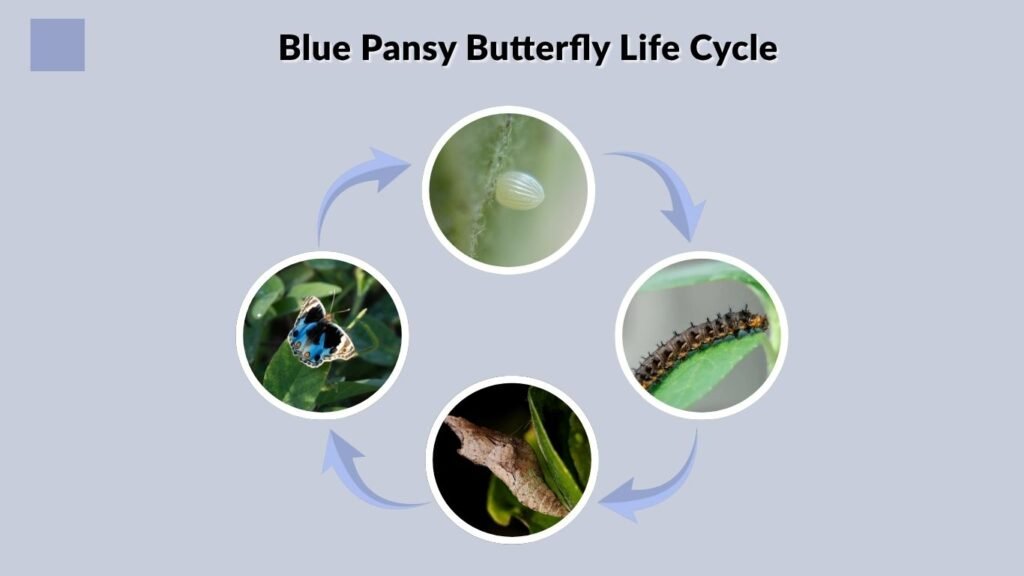 Blue Pansy Butterfly Life Cycle