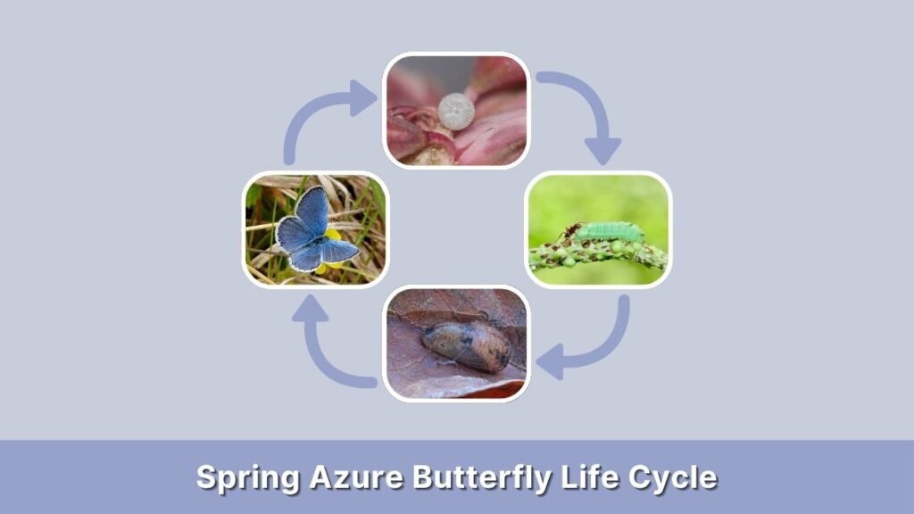 Spring Azure Butterfly Life Cycle