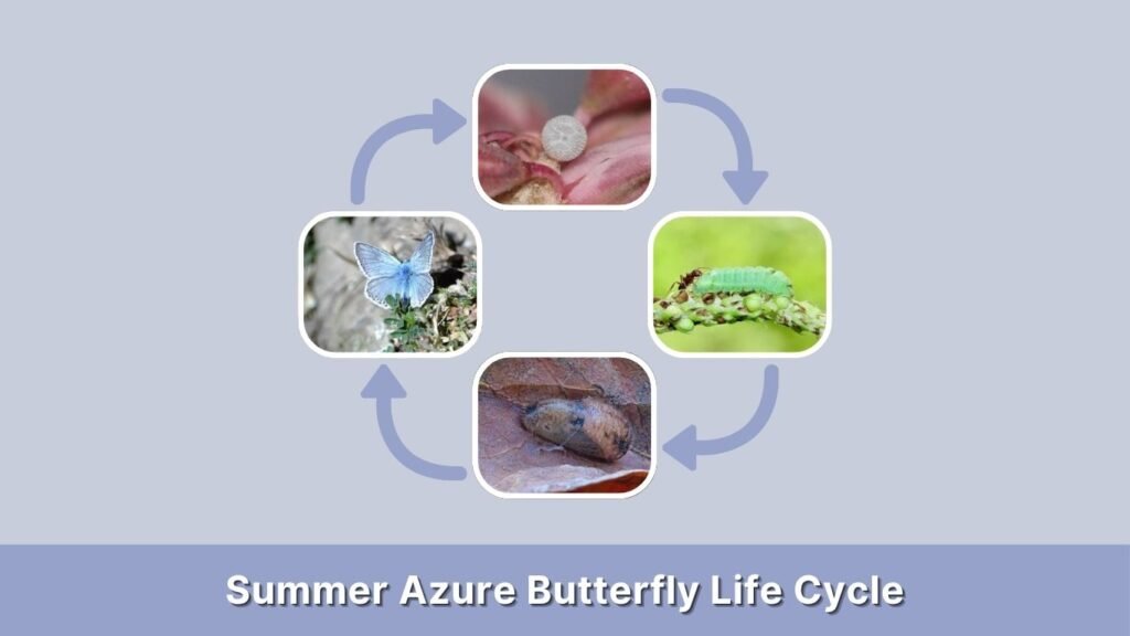 Summer Azure Butterfly Life Cycle