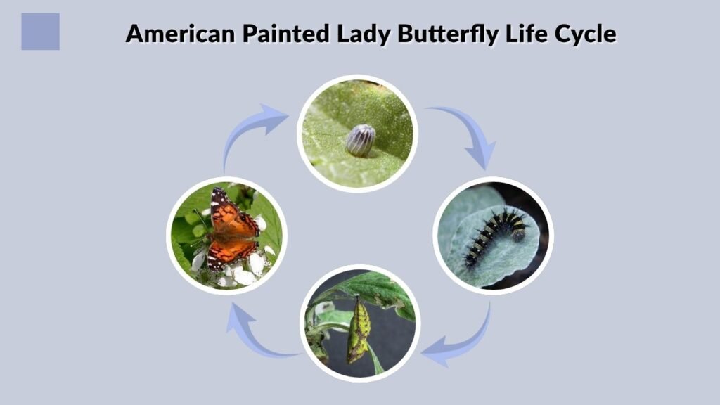 American Painted Lady Butterfly Life Cycle