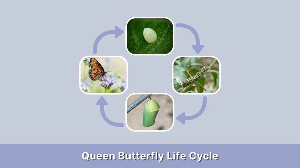 Queen Butterfly Life Cycle