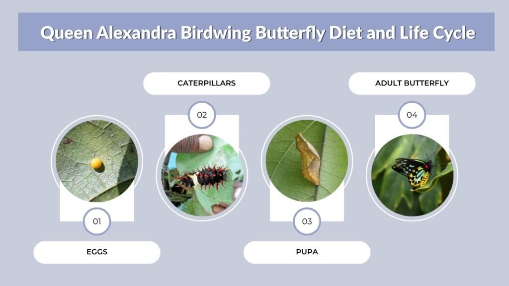 Queen Alexandra Birdwing Butterfly Diet and Life Cycle