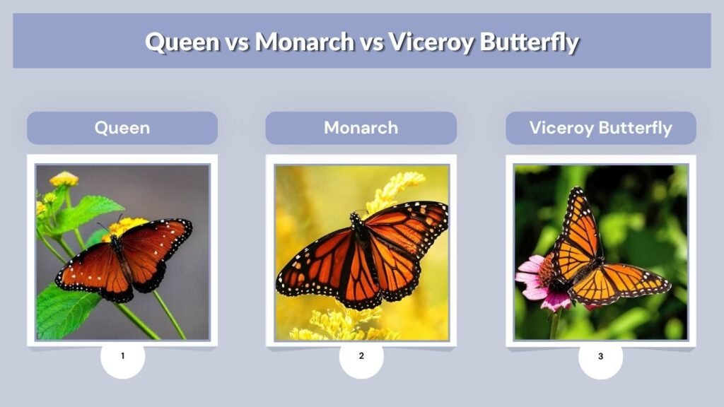 Queen vs Monarch vs Viceroy Butterfly