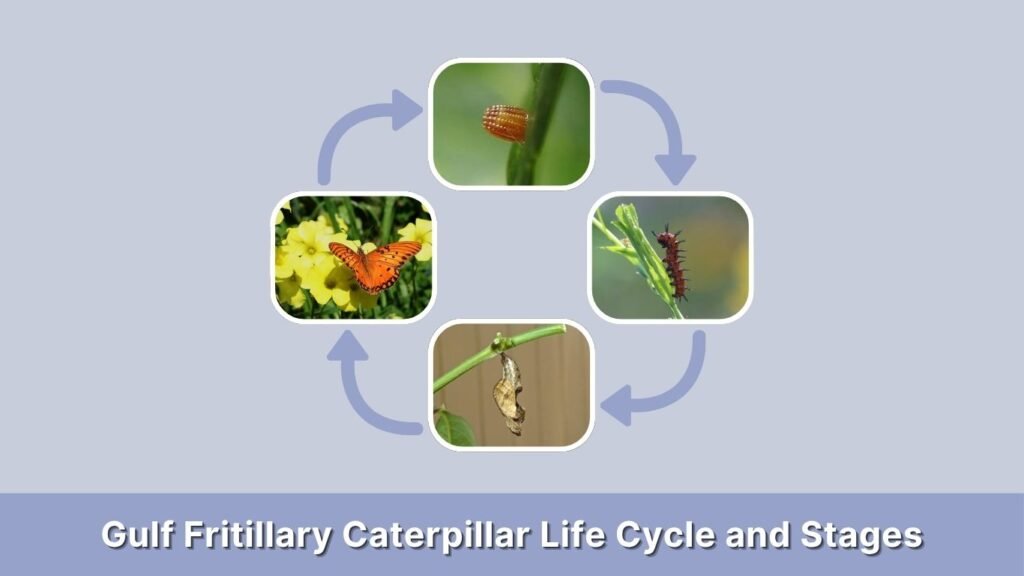 Gulf Fritillary Caterpillar Life Cycle and Stages