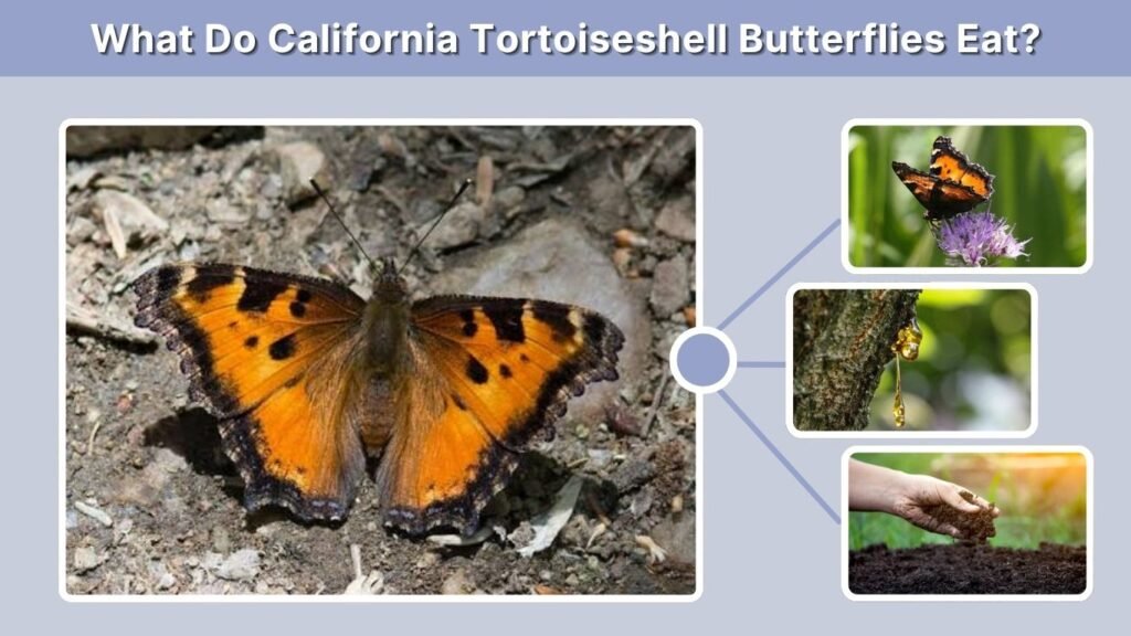 California Tortoiseshell Butterfly: Identification, Life Cycle & Migration