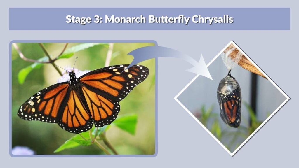 Stage 3: Monarch Butterfly Chrysalis