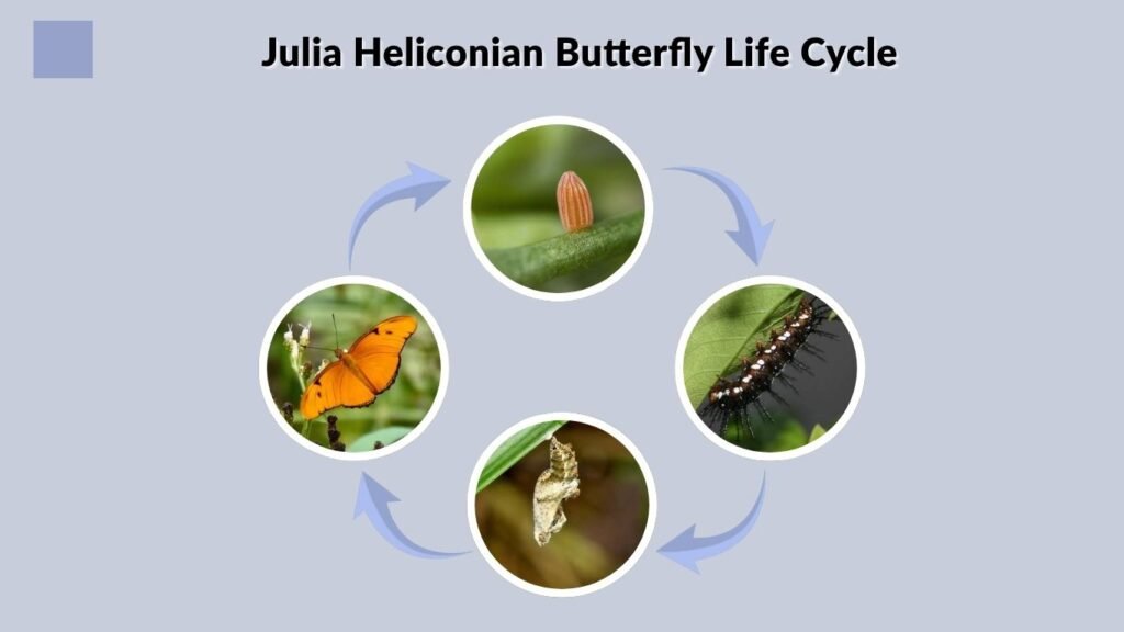 Julia Heliconian Butterfly Life Cycle