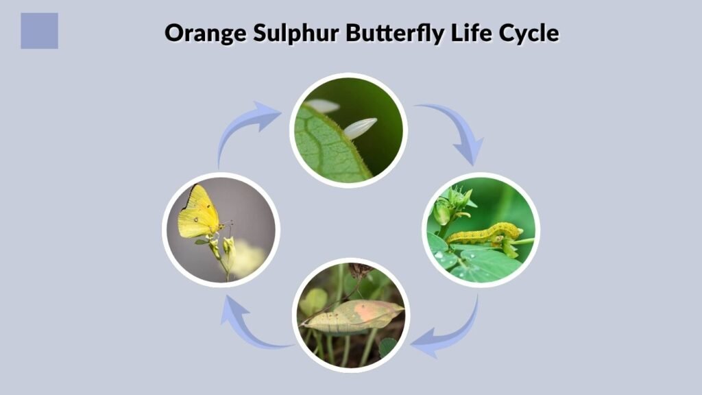 Orange Sulphur Butterfly Life Cycle