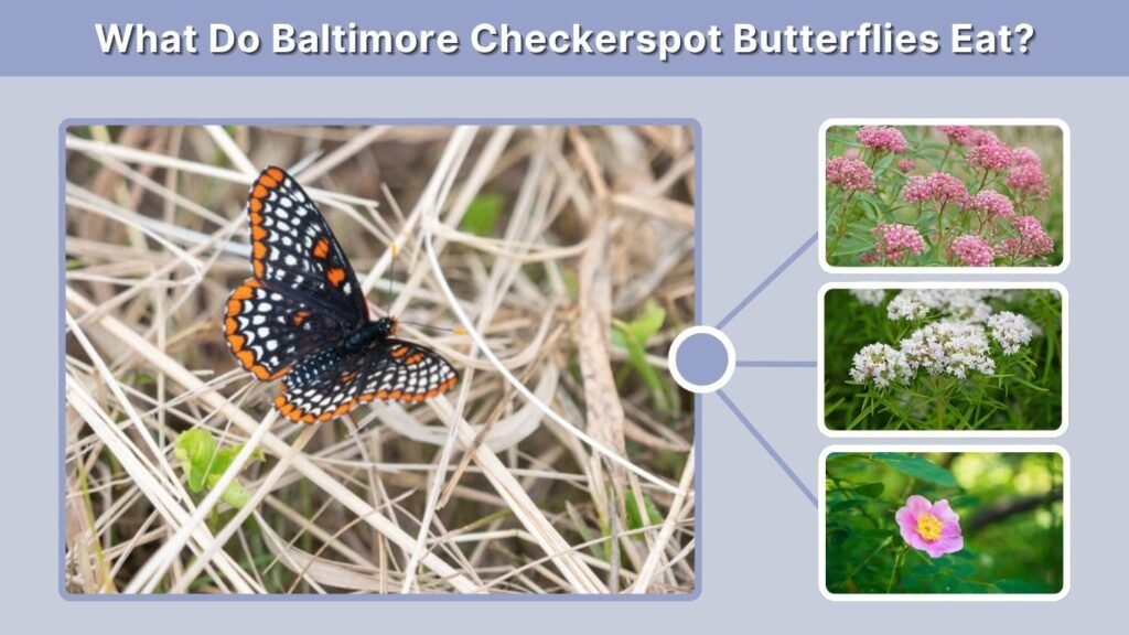 What Do Baltimore Checkerspot Butterflies Eat?