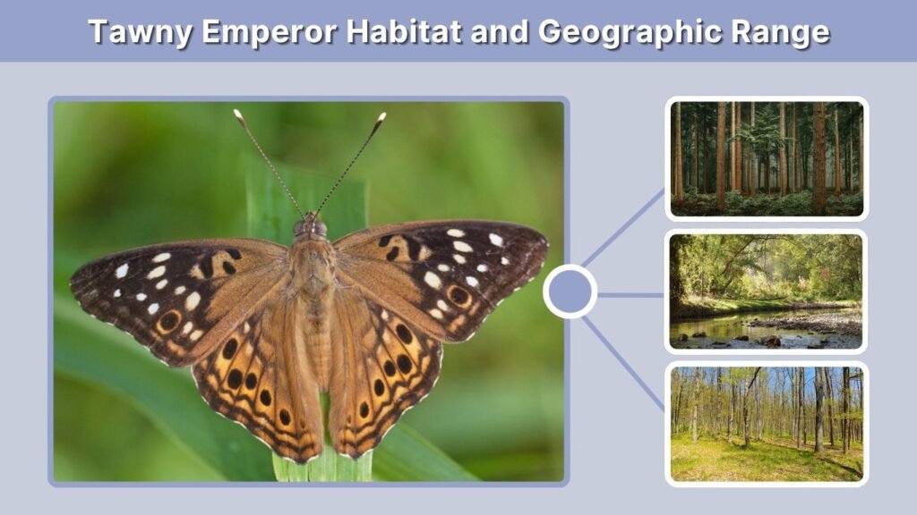Tawny Emperor Habitat and Geographic Range