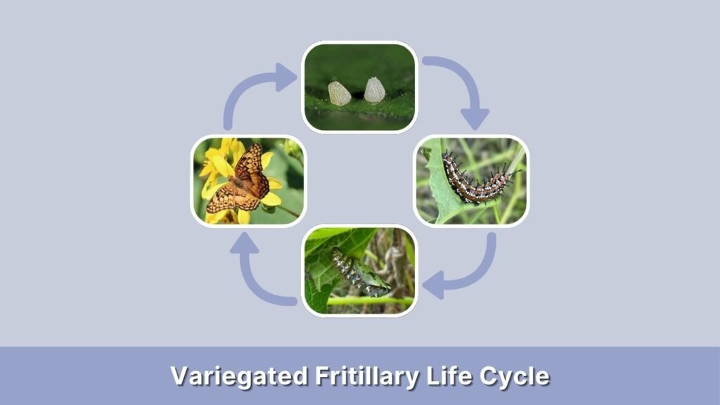 Variegated Fritillary Life Cycle