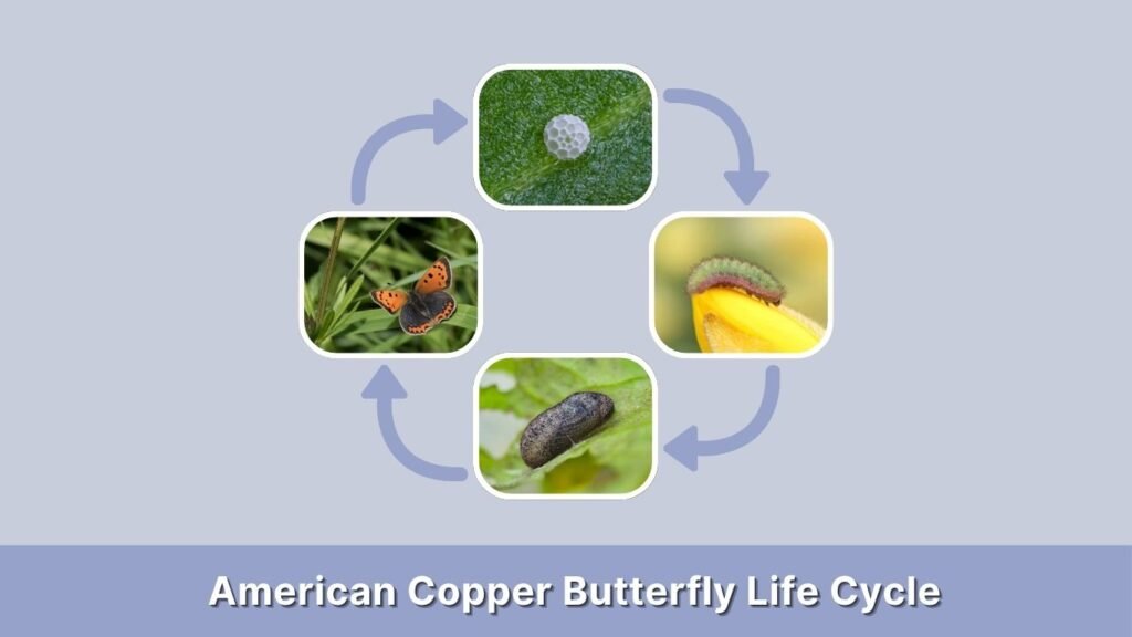 American Copper Butterfly Life Cycle