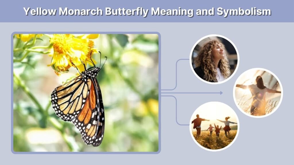 Yellow Monarch Butterfly Meaning and Symbolism