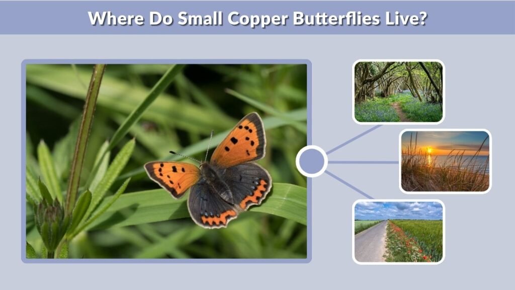 Where Do Small Copper Butterflies Live?