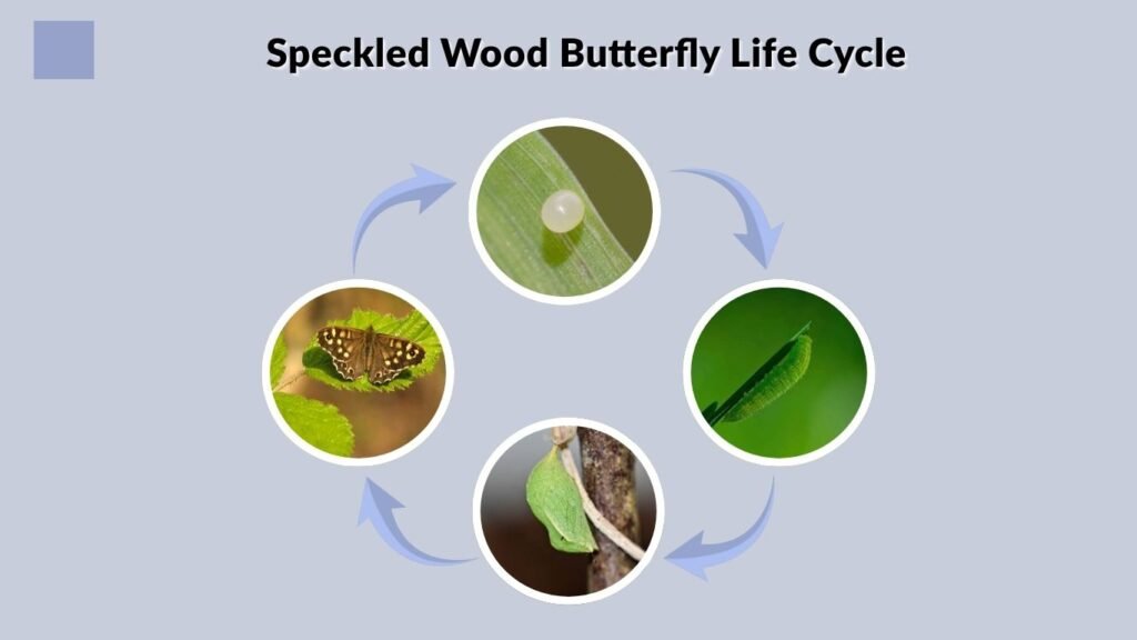 Speckled Wood Butterfly Life Cycle