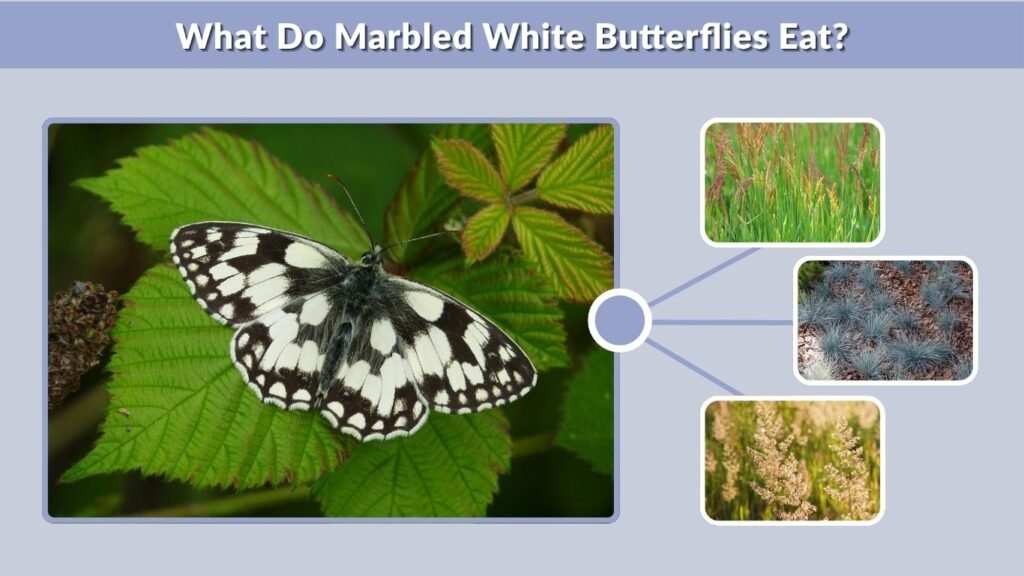 What Do Marbled White Butterflies Eat?