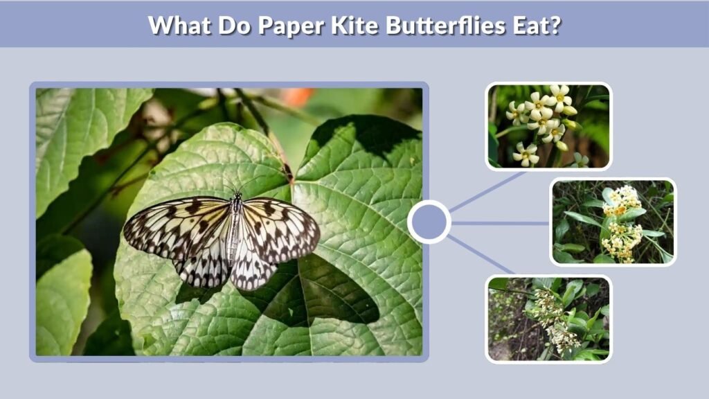 What Do Paper Kite Butterflies Eat?