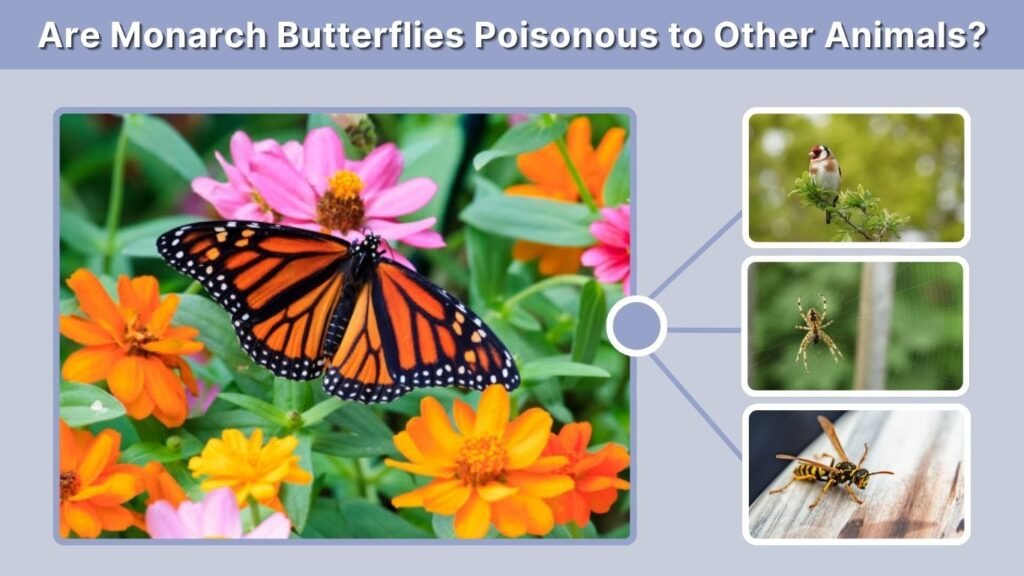 Are Monarch Butterflies Poisonous to Other Animals?