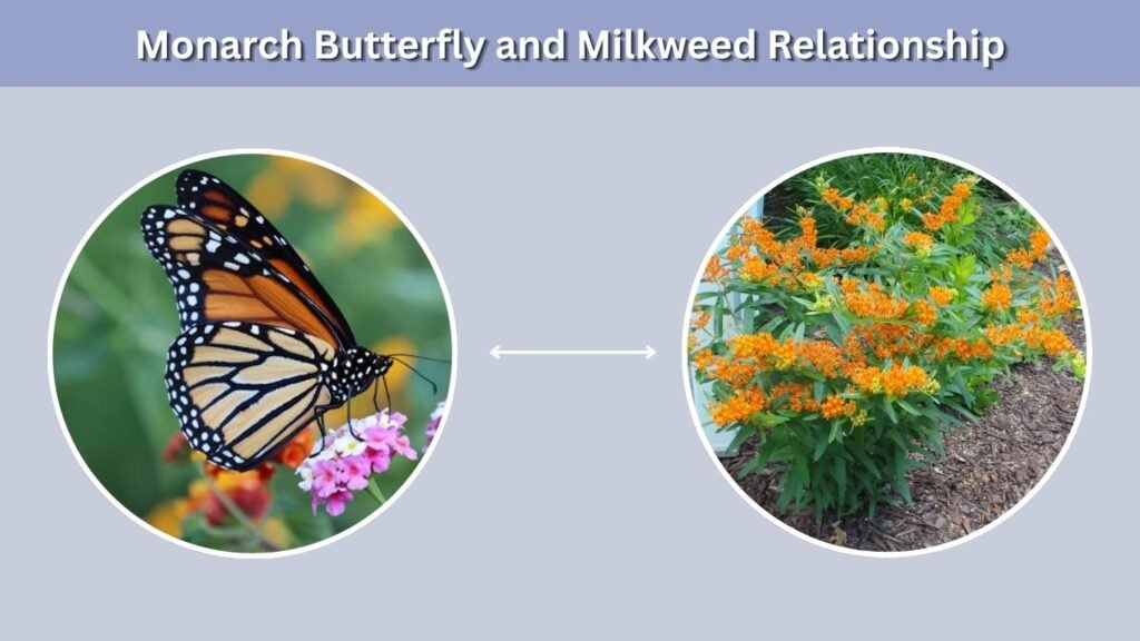 Monarch Butterfly and Milkweed Relationship