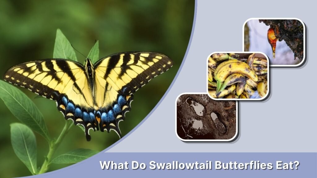 What Do Swallowtail Butterflies Eat?