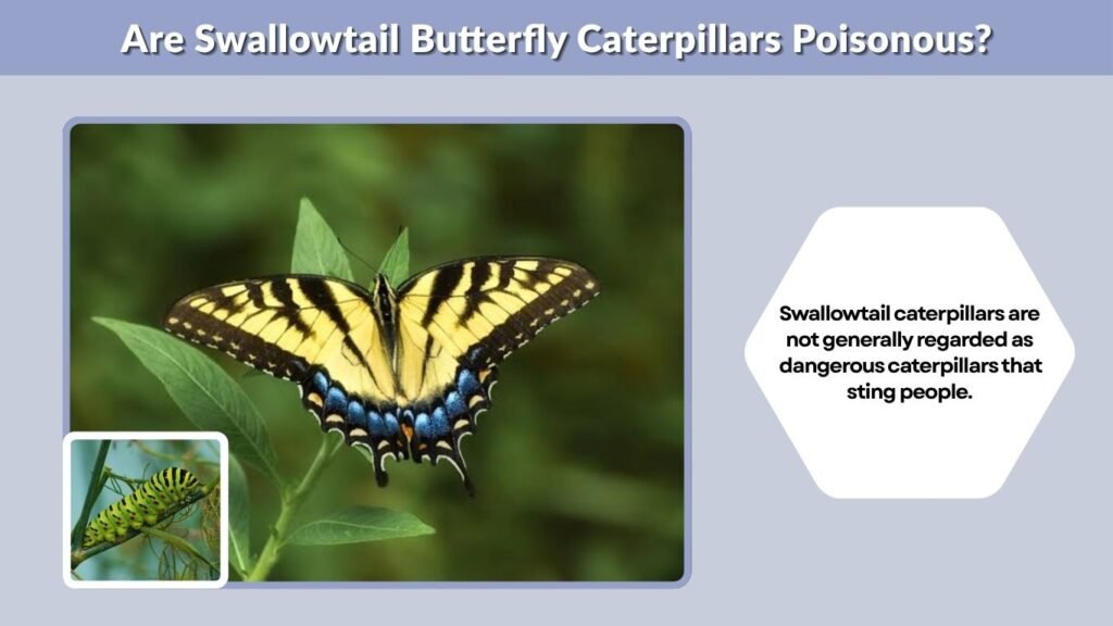 Are Swallowtail Butterfly Caterpillars Poisonous?