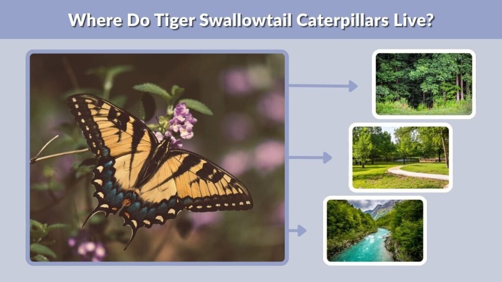 Where Do Tiger Swallowtail Caterpillars Live?