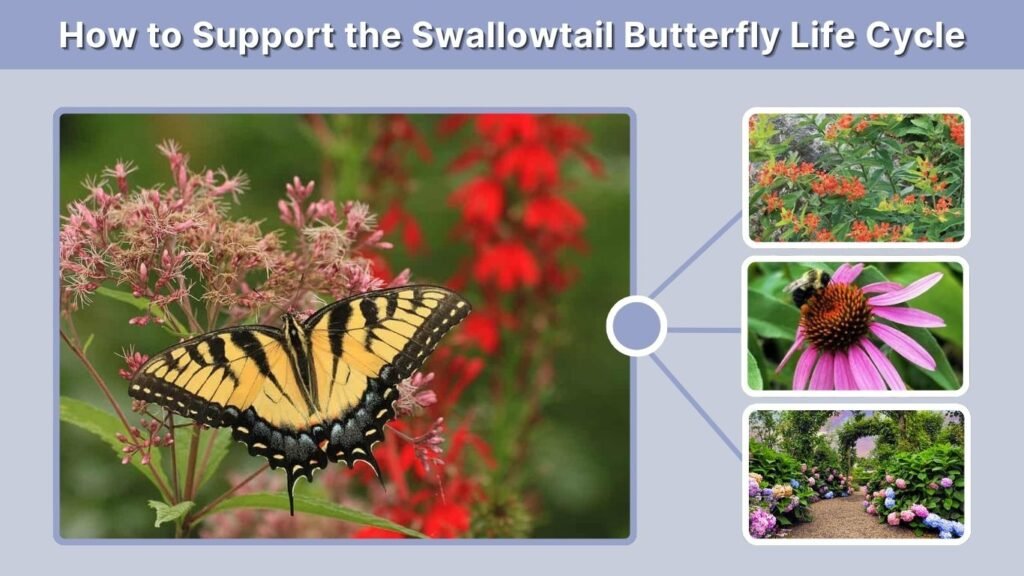 How to Support the Swallowtail Butterfly Life Cycle