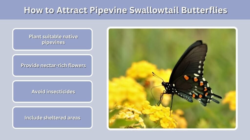 How to Attract Pipevine Swallowtail Butterflies