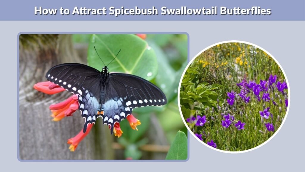 How to Attract Spicebush Swallowtail Butterflies