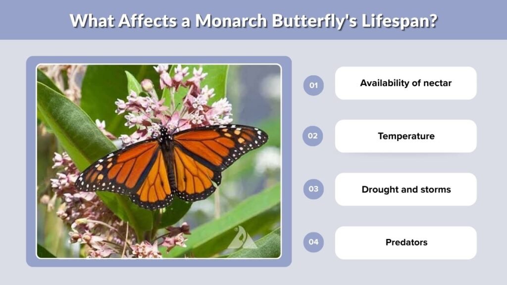 What Affects a Monarch Butterfly's Lifespan?
