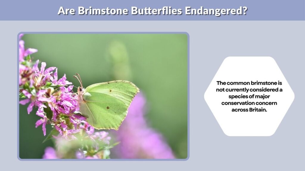 Are Brimstone Butterflies Endangered?