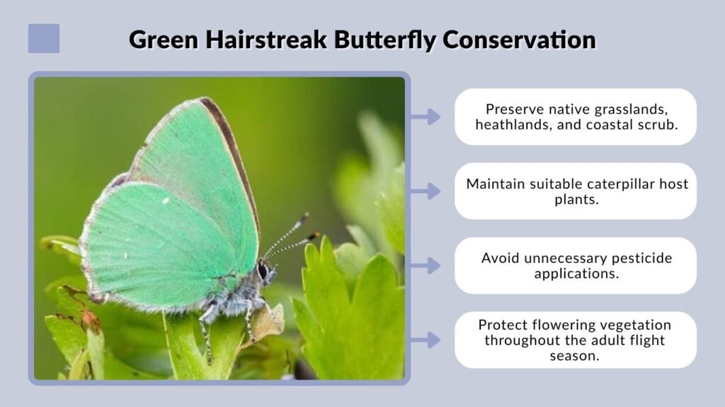 Green Hairstreak Butterfly Conservation